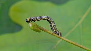 Attēlu rezultāti vaicājumam “Abraxas sylvata larva”