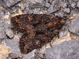 Attēlu rezultāti vaicājumam “Mniotype satura”