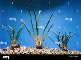 Attēlu rezultāti vaicājumam “Isoetes lacustris leaf”