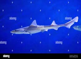 Image result for Mustelus asterias