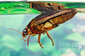 Attēlu rezultāti vaicājumam “Dytiscus marginalis”