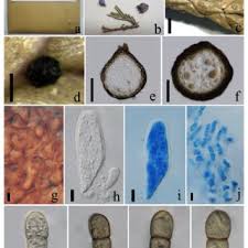 Attēlu rezultāti vaicājumam “Cystocoleus ebeneus”