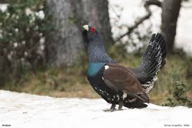 Attēlu rezultāti vaicājumam “Tetrao urogallus male”