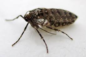 Attēlu rezultāti vaicājumam “Operophtera”