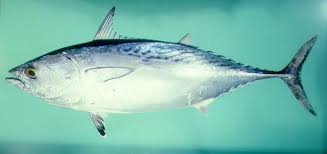 Image result for Euthynnus affinis