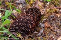 Attēlu rezultāti vaicājumam “Pucciniastrum areolatum”