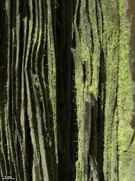 Attēlu rezultāti vaicājumam “Chaenotheca furfuracea”