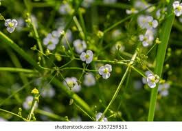 Attēlu rezultāti vaicājumam “Alisma gramineum flower”