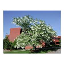 Attēlu rezultāti vaicājumam “Cladrastis kentukea”