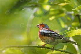 Attēlu rezultāti vaicājumam “Fringilla coelebs”