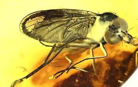 Attēlu rezultāti vaicājumam “Rhagionidae”