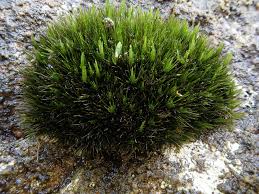 Attēlu rezultāti vaicājumam “Campylopus introflexus”