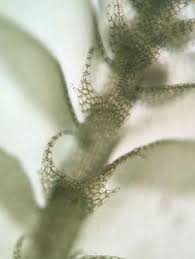 Attēlu rezultāti vaicājumam “Lophocolea”