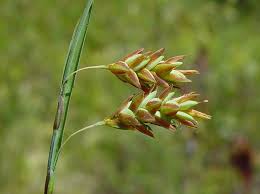 Attēlu rezultāti vaicājumam “Carex paupercula”