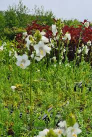 Image result for Polemonium coeruleum album