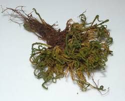 Attēlu rezultāti vaicājumam “Anomodon attenuatus”