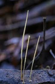 Attēlu rezultāti vaicājumam “Macrotyphula juncea”