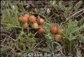 Attēlu rezultāti vaicājumam “Astragalus arenarius fruit”