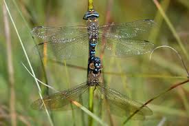 Attēlu rezultāti vaicājumam “Aeshna mixta female”