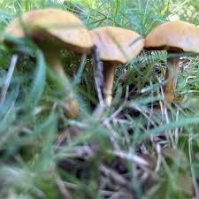 Attēlu rezultāti vaicājumam “Suillus bovinus”