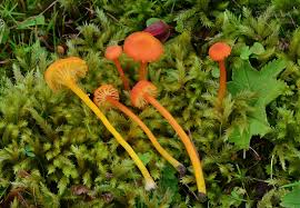 Attēlu rezultāti vaicājumam “Hygrocybe cantharellus”