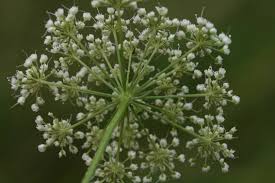 Attēlu rezultāti vaicājumam “Cnidium dubium”