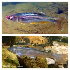 Image result for Moxostoma carinatum