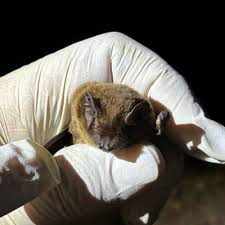 Attēlu rezultāti vaicājumam “Nyctalus leisleri”