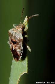 Attēlu rezultāti vaicājumam “Elasmucha grisea imago”