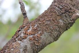 Attēlu rezultāti vaicājumam “Melanohalea olivacea”