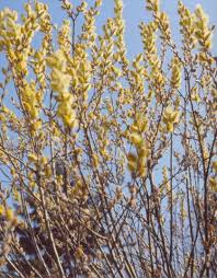 Attēlu rezultāti vaicājumam “Salix caprea”