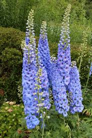 Image result for Delphinium consolida
