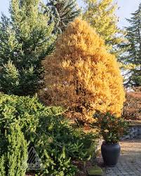 Attēlu rezultāti vaicājumam “Picea abies fo. virgata leaf”