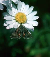 Attēlu rezultāti vaicājumam “Panemeria tenebrata”