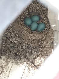 Attēlu rezultāti vaicājumam “Erithacus rubecula eggs”