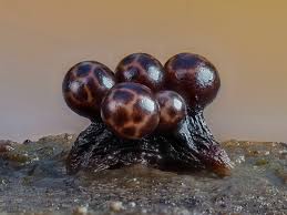 Attēlu rezultāti vaicājumam “Trichia botrytis”