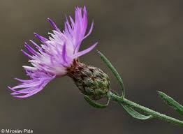 Attēlu rezultāti vaicājumam “Centaurea stoebe fruit”