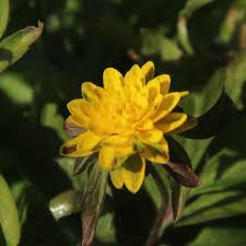 Attēlu rezultāti vaicājumam “Anemone ranunculoides flower”