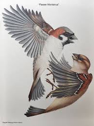 Image result for Passer montanus