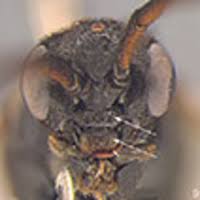 Attēlu rezultāti vaicājumam “Pristiphora maesta”