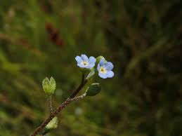 Attēlu rezultāti vaicājumam “Myosotis laxa subsp. baltica”