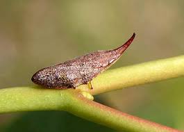 Attēlu rezultāti vaicājumam “Aphrophoridae nymph”