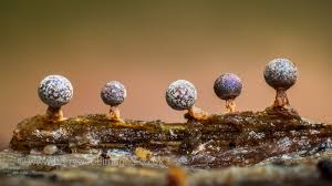 Attēlu rezultāti vaicājumam “Physarum psittacinum stalked”