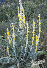 Attēlu rezultāti vaicājumam “Verbascum”