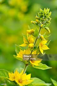 Attēlu rezultāti vaicājumam “Lysimachia punctata flower”
