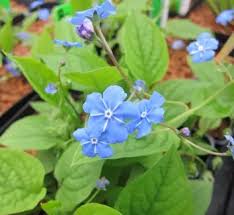 Attēlu rezultāti vaicājumam “Omphalodes verna leaf”