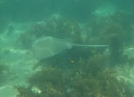 Image result for Styracura pacifica