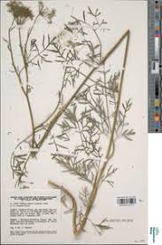 Attēlu rezultāti vaicājumam “Cnidium dubium”