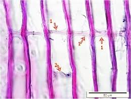 Attēlu rezultāti vaicājumam “Physisporinus vitreus”