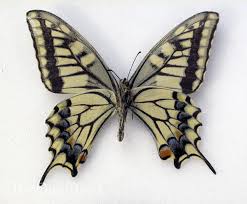 Attēlu rezultāti vaicājumam “Papilio machaon upperside”